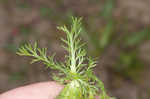 Pineapple weed <BR>Disc mayweed